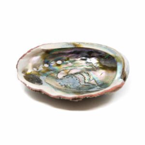 Abalone Schelp – Groot – 90 tot 100 mm